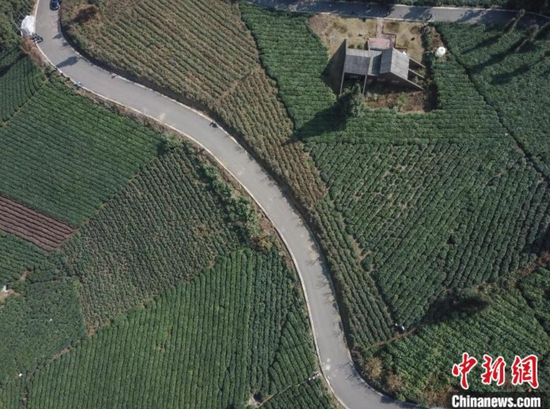 资料图:贵州茶园。瞿宏伦 摄