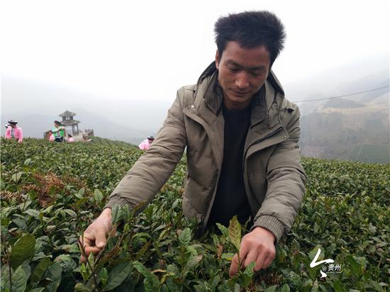 金正华在查看茶芽的长势
