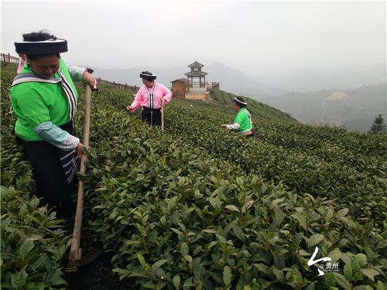 鸟王村苗族同胞在打理茶园