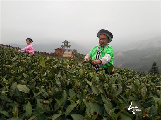 鸟王村村民在将茶叶进行打平顶