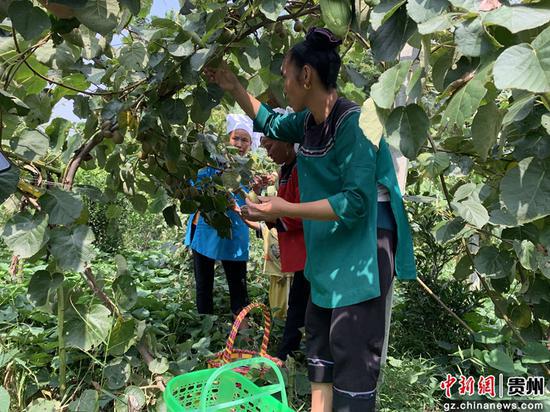 三都拉揽村村民在果园采摘猕猴桃。袁超 摄