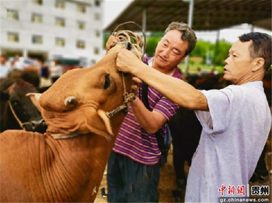 德江县复兴镇黔东北畜禽交易中心交易现场。德江县融媒体中心供图