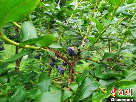 贵州省安顺市紫云苗族布依族自治县浪风关国有林场种植的蓝莓。 刘美伶 摄