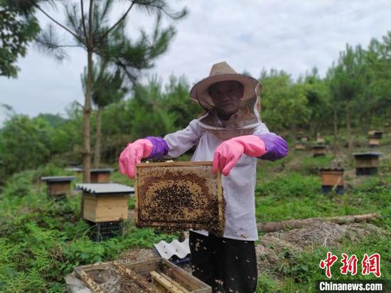 常住在贵州省安顺市紫云苗族布依族自治县浪风关国有林场养蜂的陈昌权。 刘美伶 摄