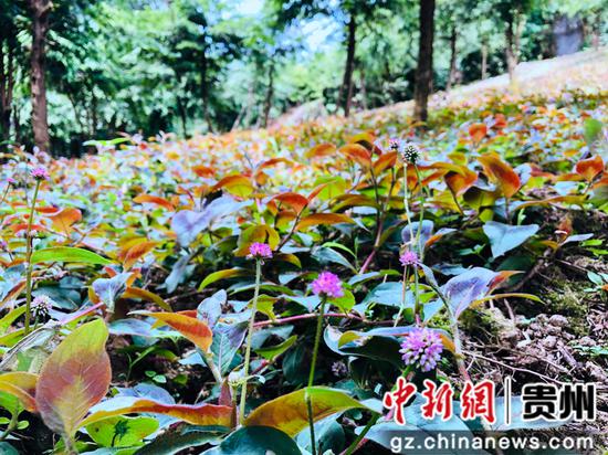 头花蓼。张波 摄