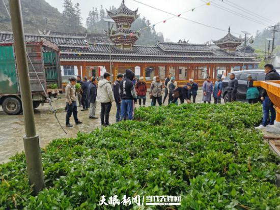 群众排队领取蓝根苗。(潘祖鹏 摄)