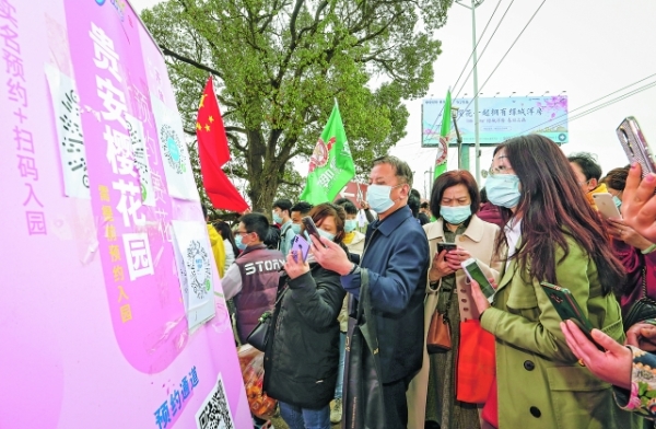 游客扫码进入樱花园。