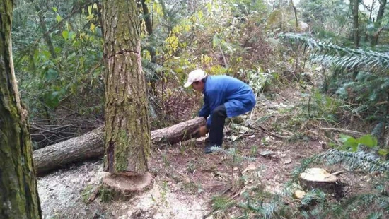 修文县六广镇:防治森林虫害 守护“康养”森林