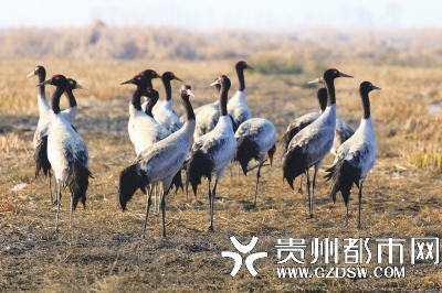 每年在草海越冬的鳥類屬黑頸鶴的“陣容”最豪華。