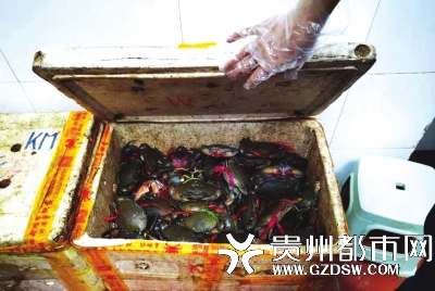 检查待使用的螃蟹