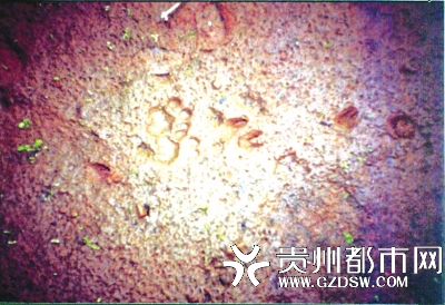 华南虎足迹。