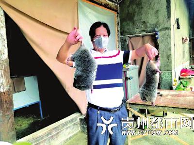 息烽县小寨坝镇特种养殖户展示养殖的竹鼠。
