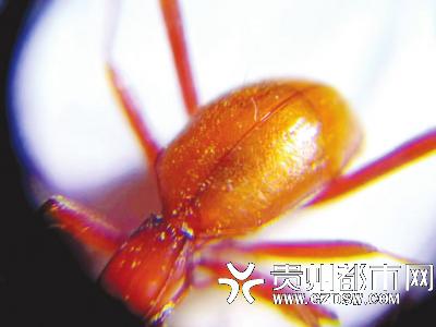金甲虫。