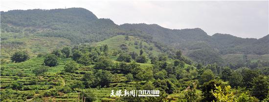 盛果期的核桃林