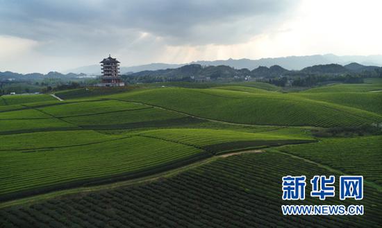 贵州遵义湄潭茶海景区风光。新华网 卢志佳 摄
