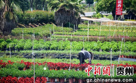 花卉基地一隅。