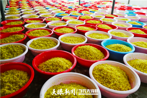 在毕节市织金县,剥好的皂角精解冻后,正准备进行烘干 陈泽尔 摄