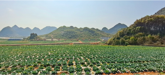 紫云白石岩乡500亩坝区甘蓝种植基地