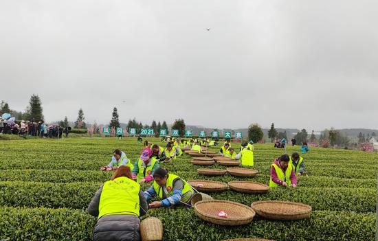 现场采茶比赛