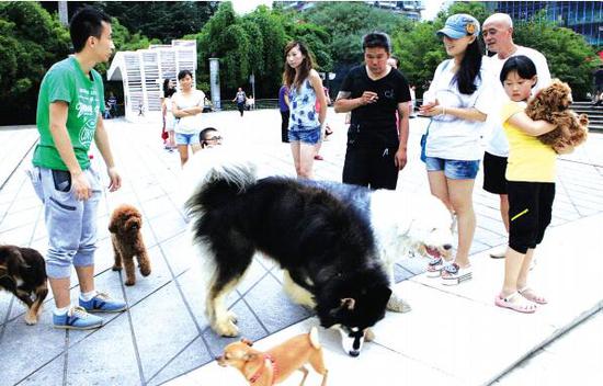 不少市民有养大型犬的习惯。