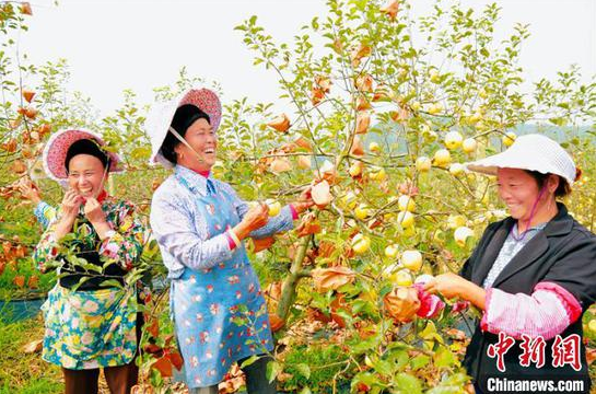 资料图:长顺高钙苹果喜获大丰收。贵州省委宣传部供图