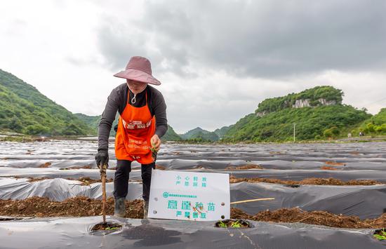 贵州黔西:发展辣椒产业 助力乡村振兴