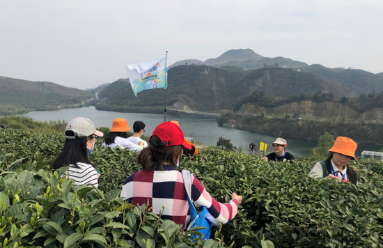 采茶体验活动