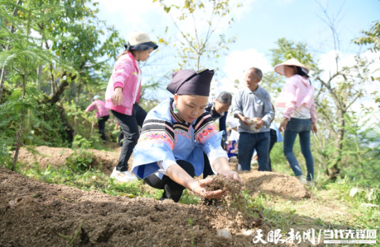 群众在兴义市洒金街道林下食用菌种植基地播种。