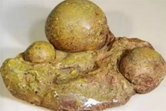 茶籽化石