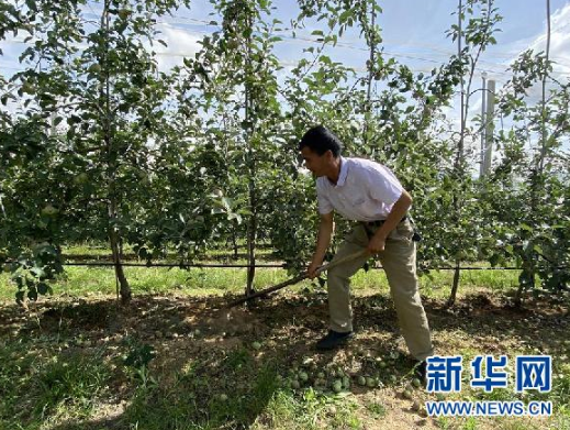 一名村民正在给苹果树松土(6月17日摄)。新华社记者 向定杰 摄