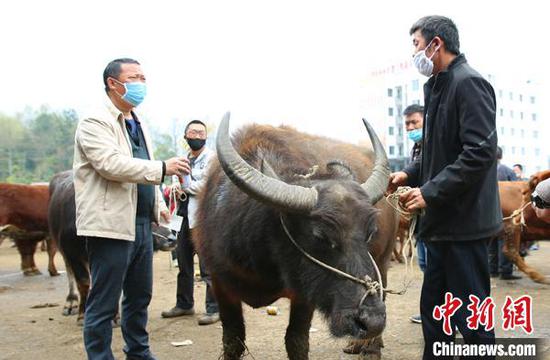 图为金桥梁大牲畜交易市场正在交易(资料图)。凤冈县融媒体中心供图