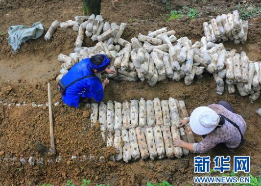 在黔西南州兴义市洒金街道林下菌药产业种植基地,易地扶贫搬迁群众正在放置菌棒(6月17日摄)。新华社记者 郑明鸿 摄