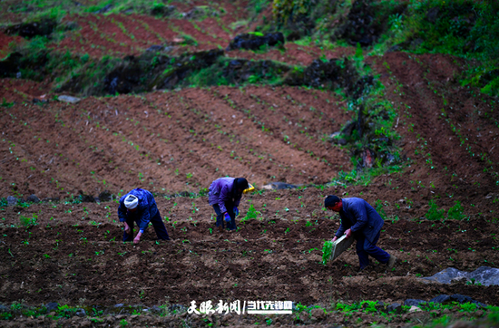 万里村村民正在栽种辣椒苗