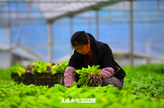 万里村村民正在起烟苗