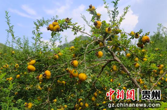 刺梨果挂满枝头