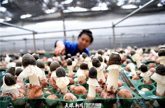 村民在榕江县盘正红托竹荪种植基地出菇棚里采摘竹荪。王炳真 摄