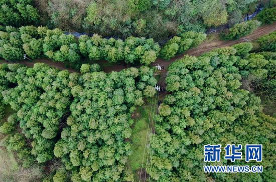 食用菌基地航拍。(周训贵 摄)