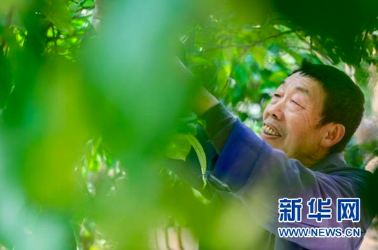 宋光平在查看30多年前父亲从江西老家带回来并亲手栽下的柚子树的生长情况。(新华社记者欧东衢2021年4月21日摄)