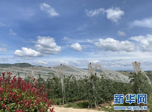 这是6月17日拍摄的迤那镇中海村的苹果基地。新华社记者 向定杰 摄