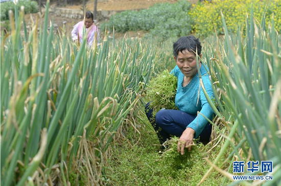 3月23日,黔西县锦星镇庆民村村民在大葱种植基地除草。
