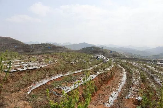 板当镇人口有多少_北流隆盛镇有多少人口