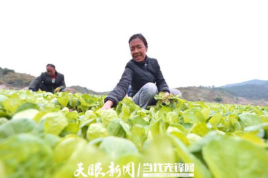 龙里县洗马镇洗马社区蔬菜种植 王立信 摄