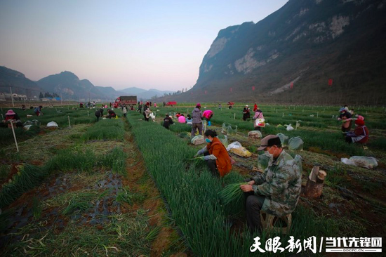 2月19日,赫章县松林坡乡香葱种植基地里,村民正在采收香葱
