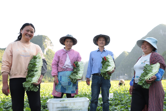 (喜悦收获菜芯的群众)