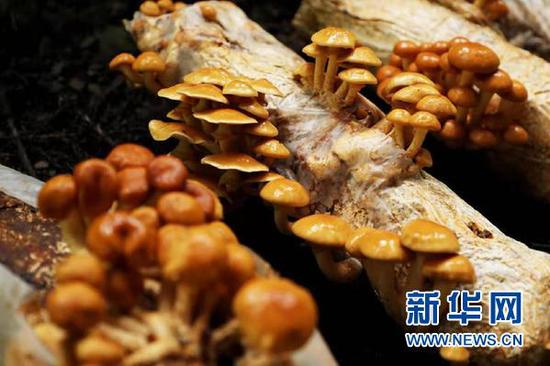 长势良好的食用菌。(周训贵 摄)