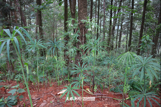 林下种植的天南星,岩笋(黄瑶 摄)