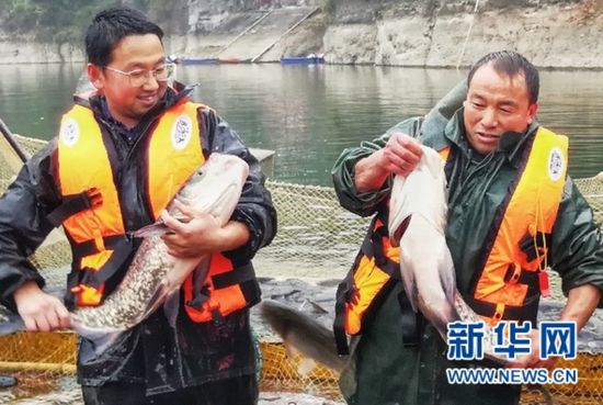 农户在河中捕鱼。新华网发