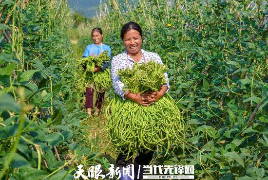 榕江县古州镇群众在搬运豇豆 刘进银 向泽周摄