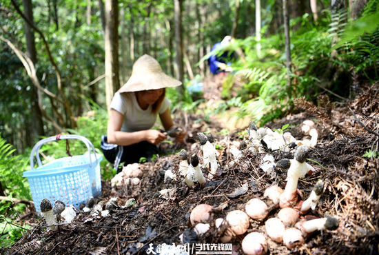 村民在榕江县盘正红托竹荪种植基地采摘竹荪蛋。王炳真 摄