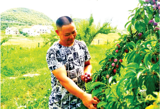 观山湖区朱昌镇赵官村脆红李即将上市。